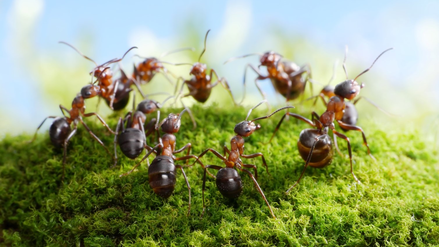 team of ants formica rufa, dance of hunters