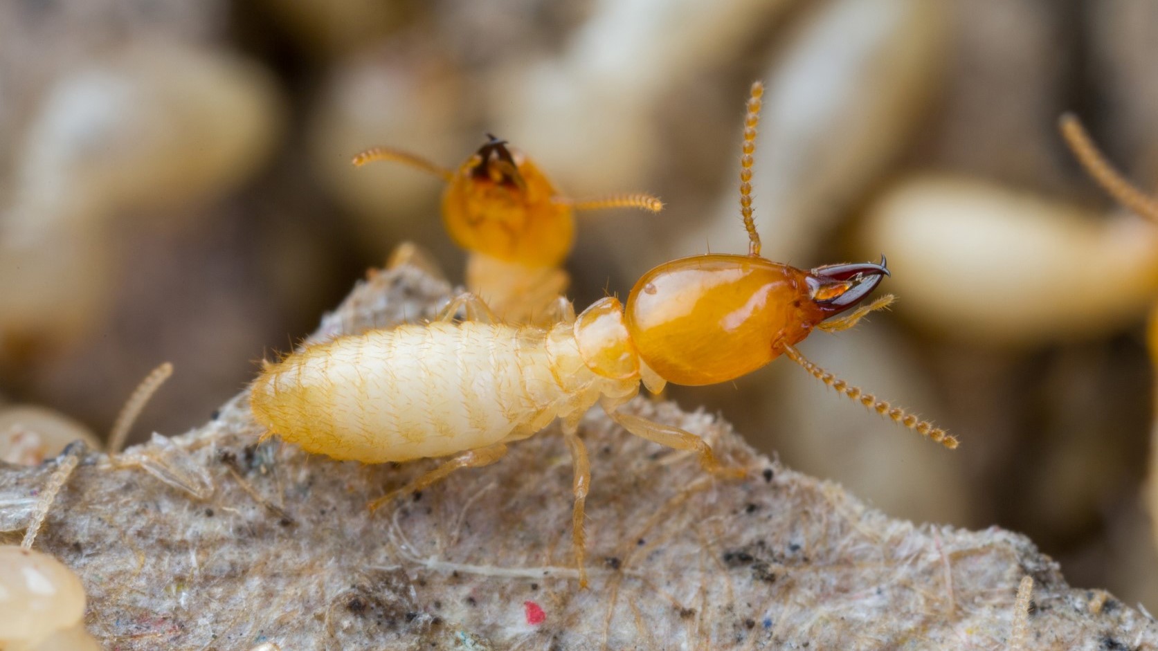 Close up termites or white ants in Thailand