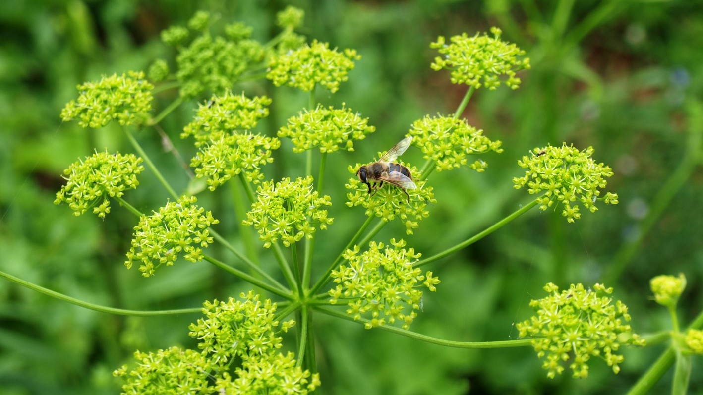 Insects closeup collect nectar from flowers on a green lawn